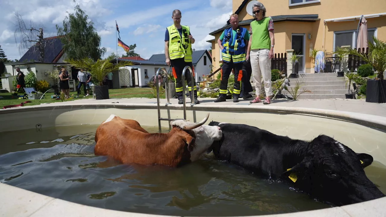 In Thüringen: Kühe kühlen sich in Pool ab