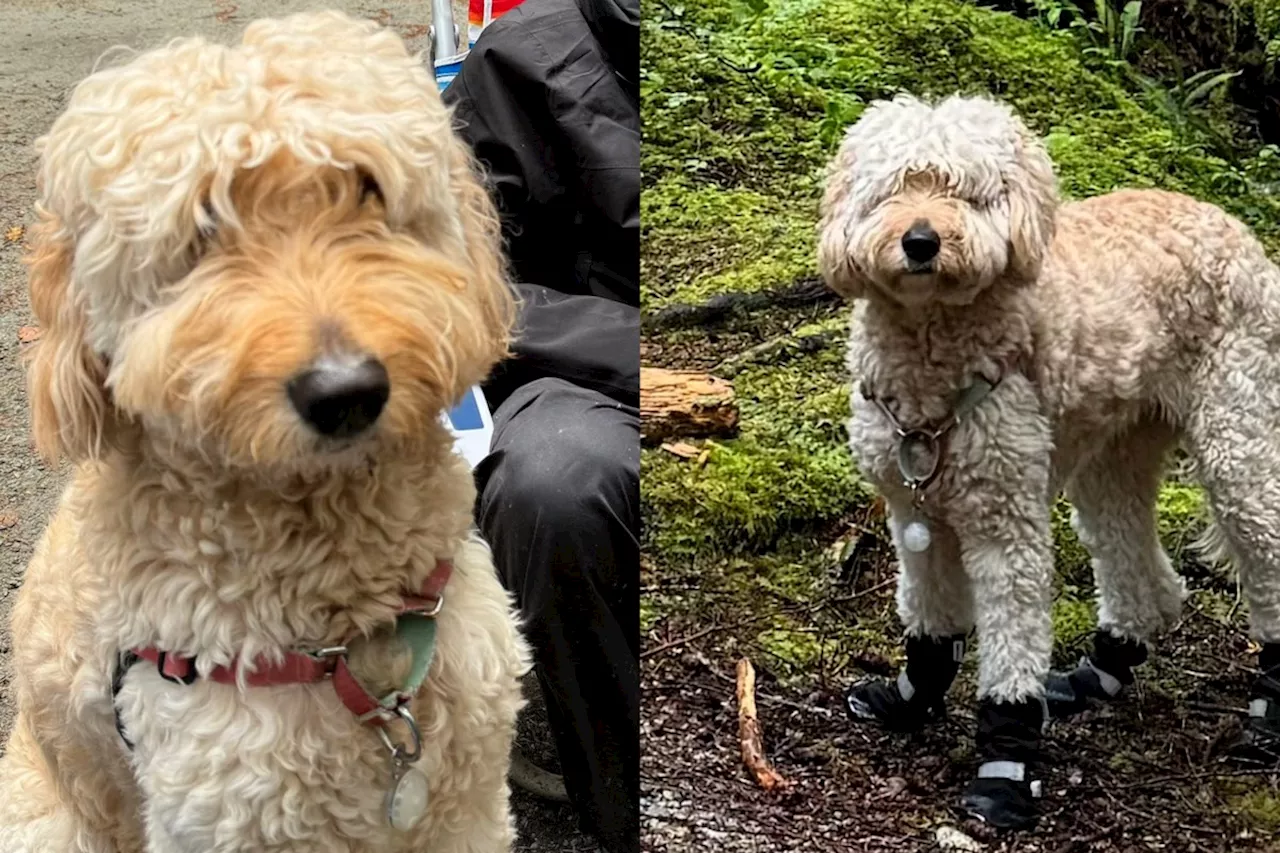 B.C. family desperately searching for lost dog in Golden Ears Provincial Park