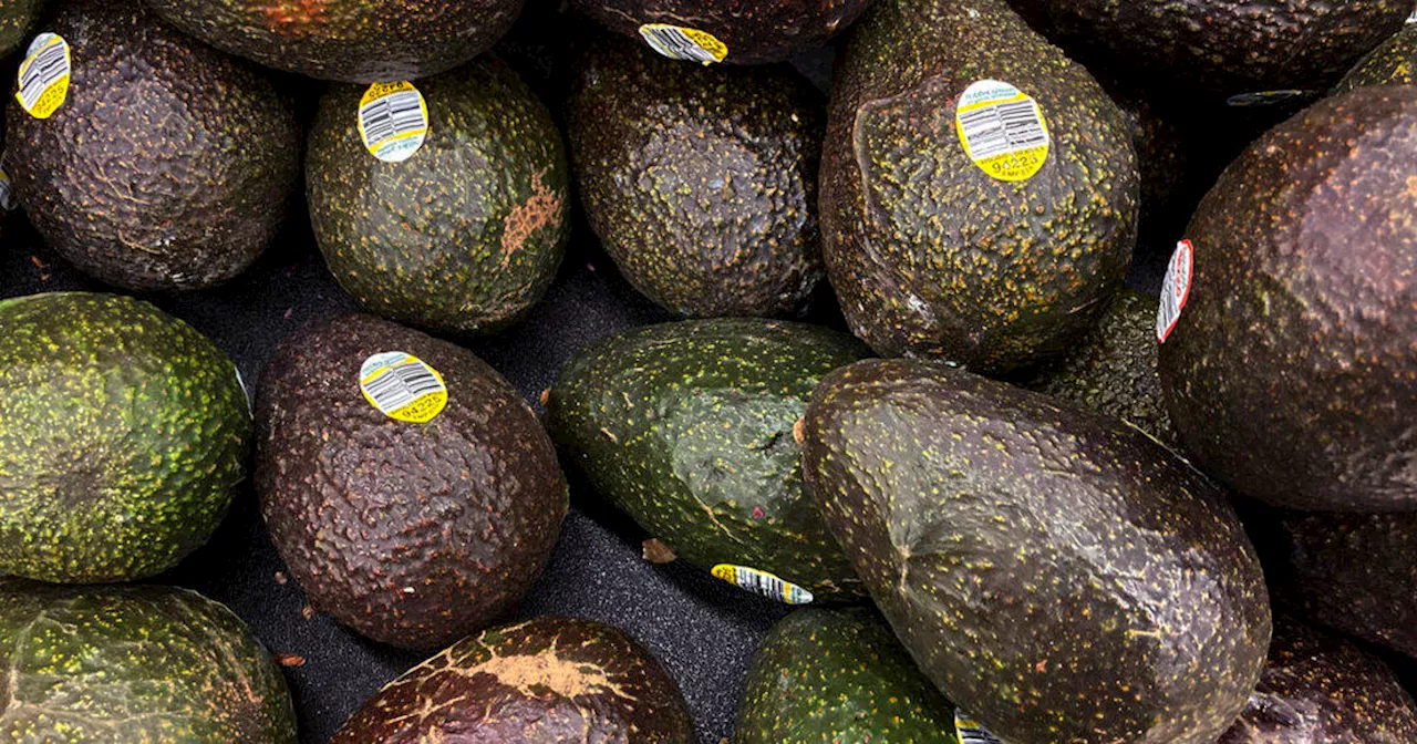 U.S. halts avocado and mango inspections in a Mexican state after 2 USDA employees attacked, detained