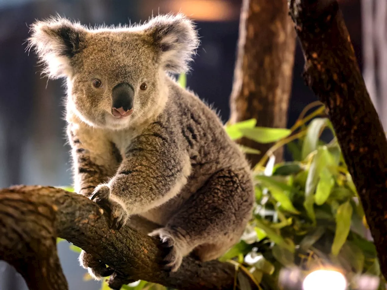 Koalas introduced for the first time at Brookfield Zoo Chicago: ‘A great conservation story’