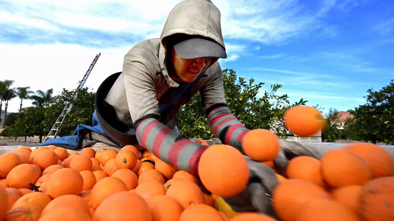 Climate: Disease, drought and alternative fruits: The orange juice ...