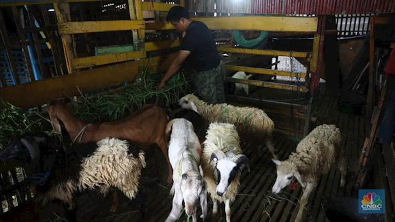 Heboh War 'Torpedo' Kambing Pasca Kurban, Ahli Ingatkan Ini