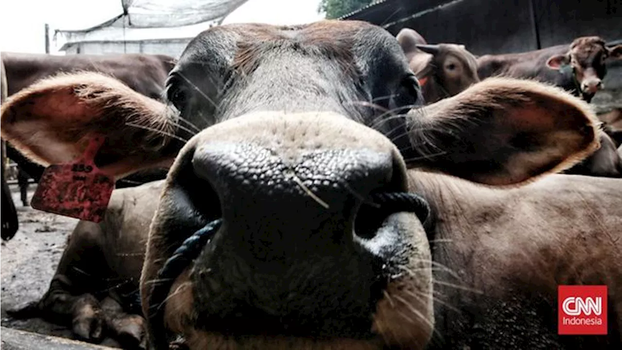 Sapi Kurban di Tangsel Ngamuk, Polisi Pun Kena Seruduk