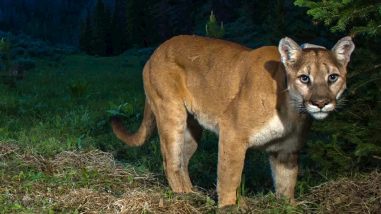 Cougar sighting in Lethbridge under investigation