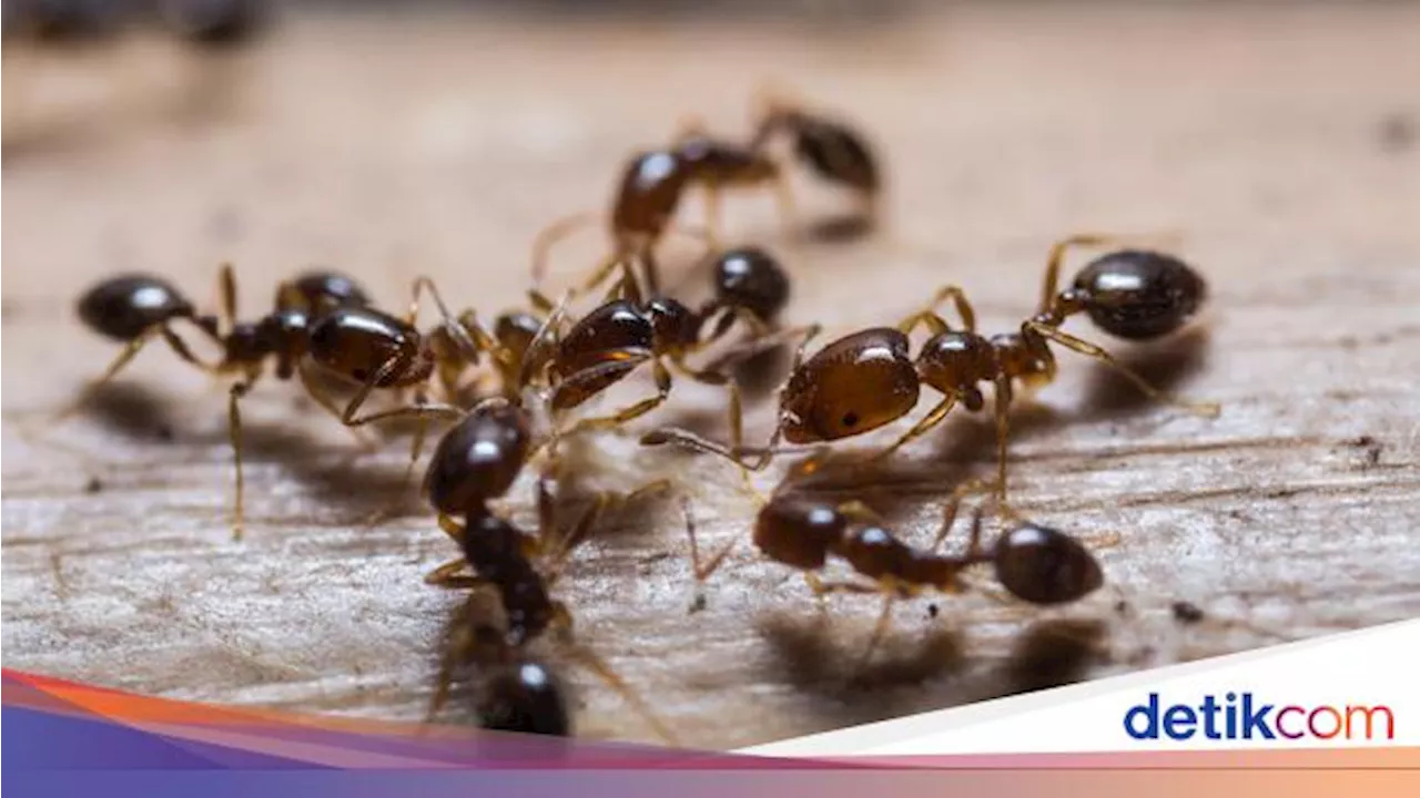 Ampuh! Begini Cara Jitu Usir Semut Pakai Bahan Alami