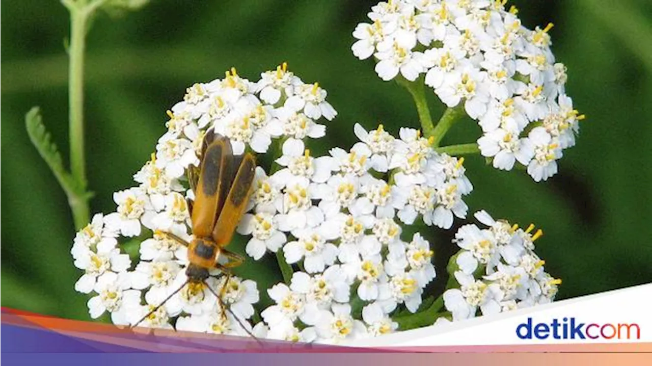 Ilmuwan Sebut Tumbuhan Ini Punya 'Kecerdasan', Apa Itu?