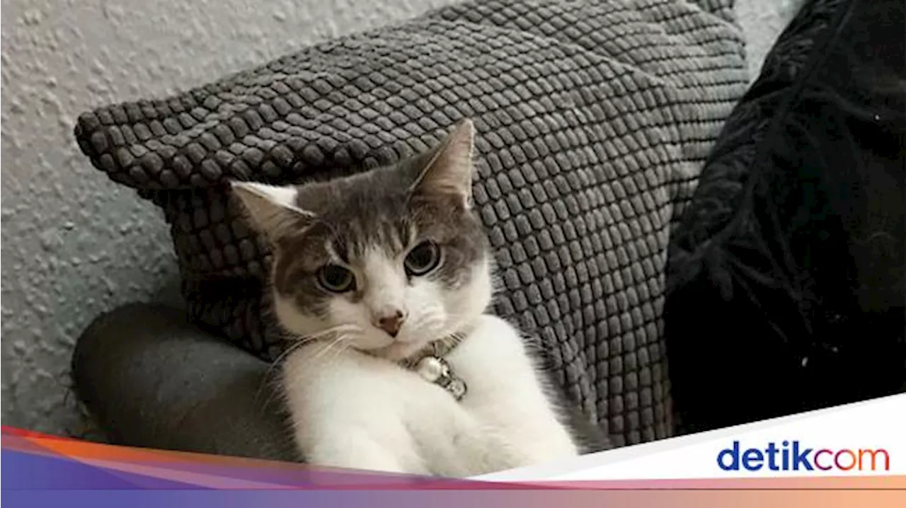 Ini yang Terjadi Jika Kucing Sering Mengeong pada Malam Hari, Ada Hantu?