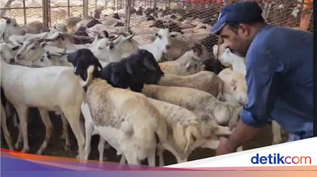 Jemaah Maktour Kurban Puluhan Kambing Gurun hingga Unta dan Sapi