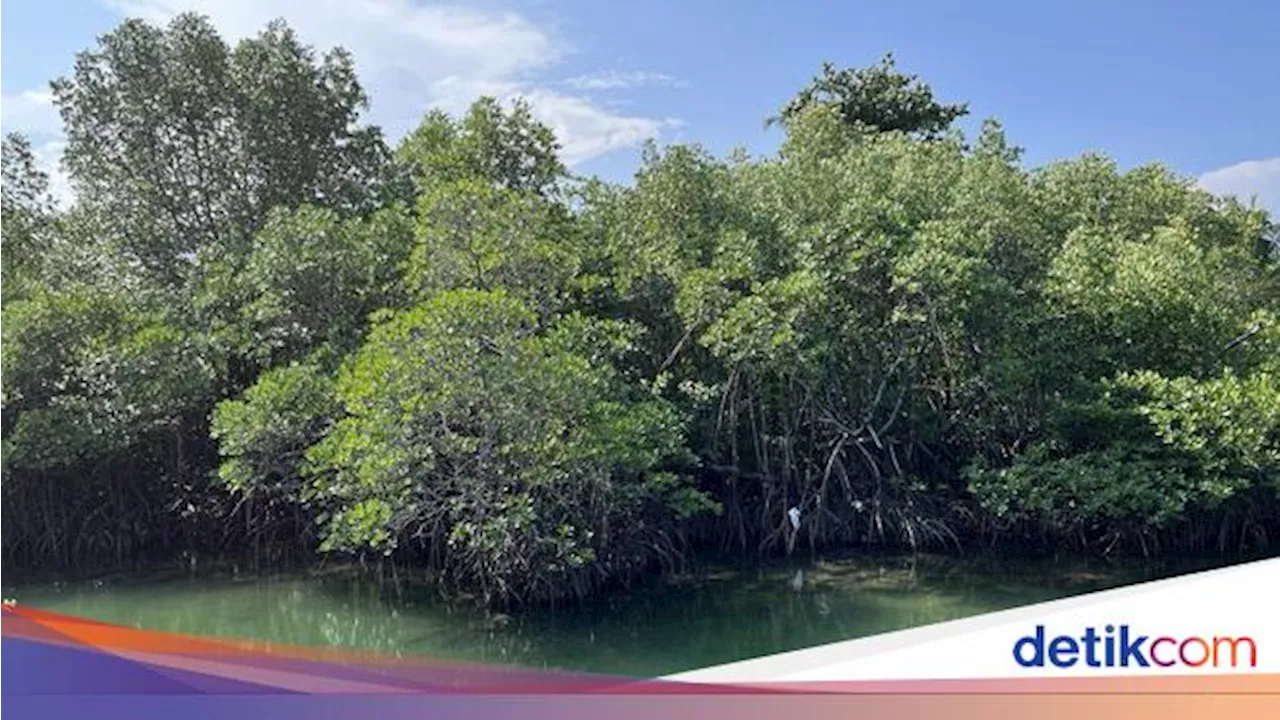 Menengok Kampung Iklim di Dekat IKN, Begini Studinya