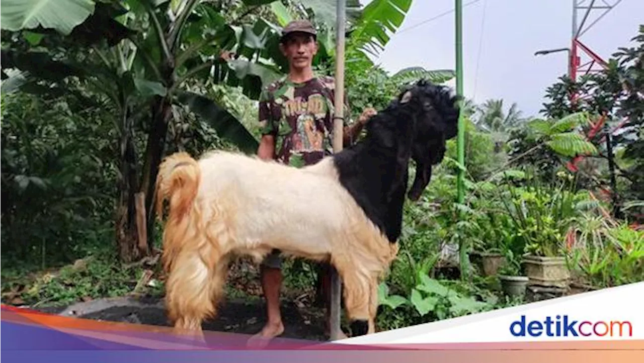 Berkah Idul Adha bagi Peternak di Malang, Kambing Jantan Jadi Primadona