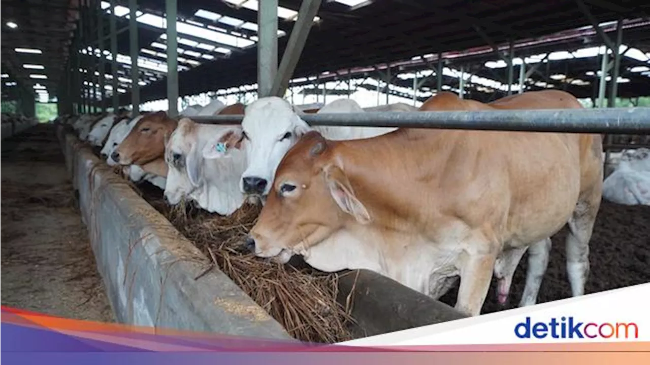 BUMN Pangan Potong Ratusan Hewan Kurban, Konsumsi Protein Hewani Meningkat