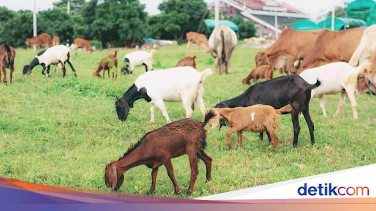 Kisah Pelaku UMKM Bisa Kembangkan Bisnis Ternak Kambing Berkat KUR BRI