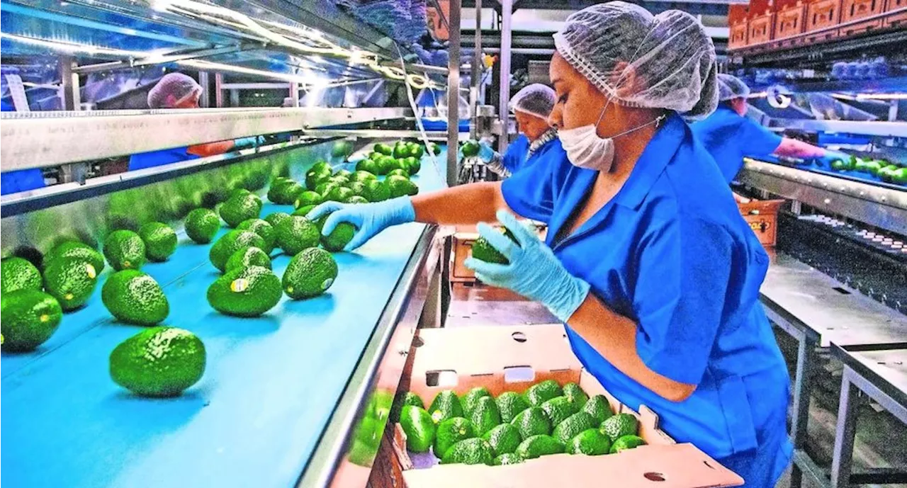 Suspensión de EU para importar aguacate mexicano causará pérdida de 52 mdd por semana, calculan productores