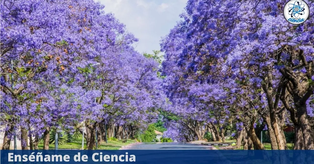 Estas son las impresionantes propiedades de la jacaranda que todos deben conocer