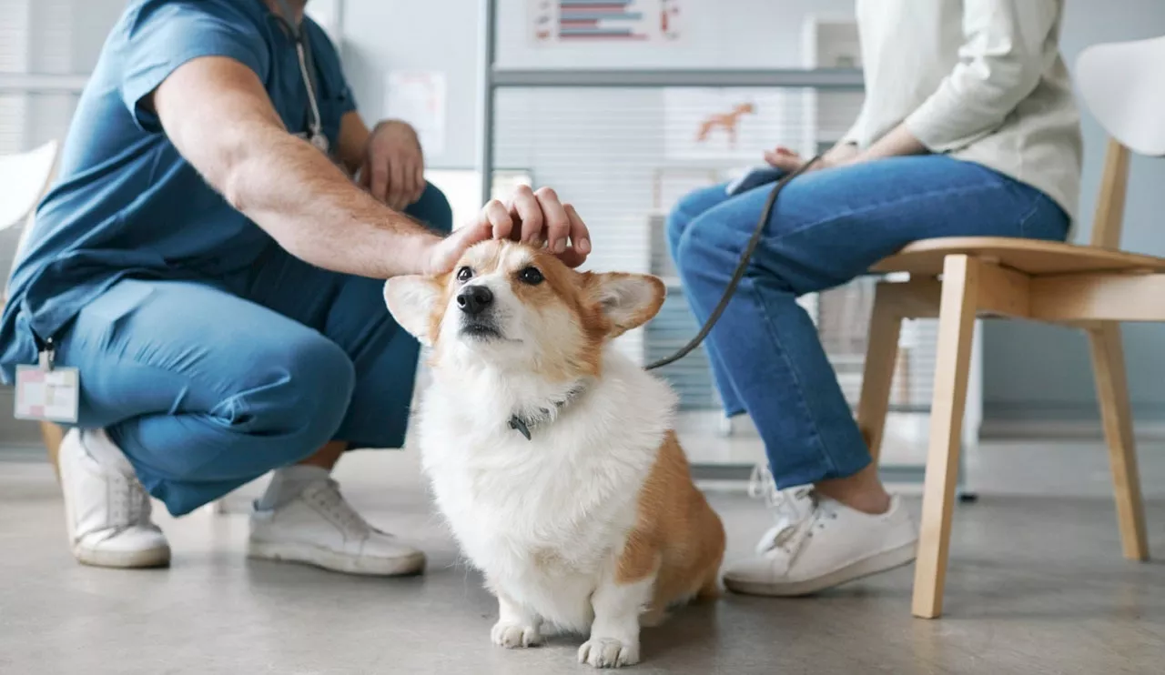 Nationwide dropping pet insurance for 100,000