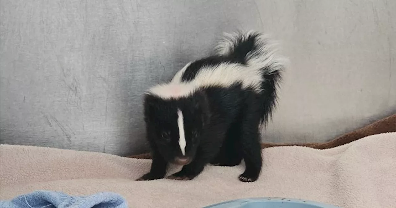 Little stinkers take over Alberta Institute for Wildlife Conservation