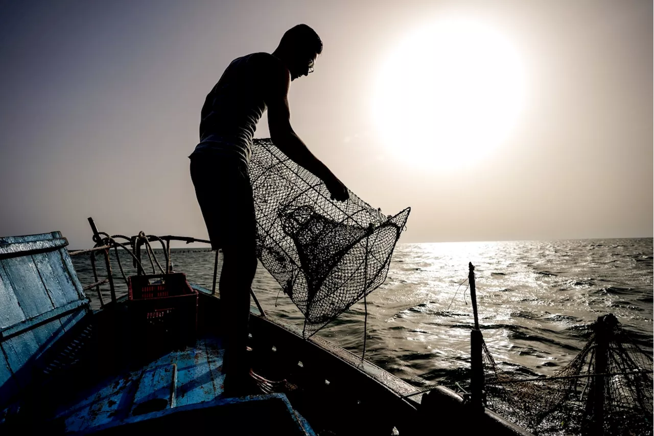 Protecting Tunisia’s charfia: A centuries old, ecologically gentle and UN-recognized way of fishing is being eradicated by illegal bottom trawlers