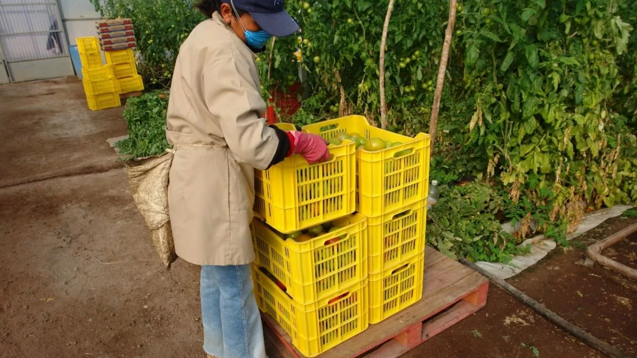 Levanta Estados Unidos restricciones a importación del tomate mexicano por virus rugoso