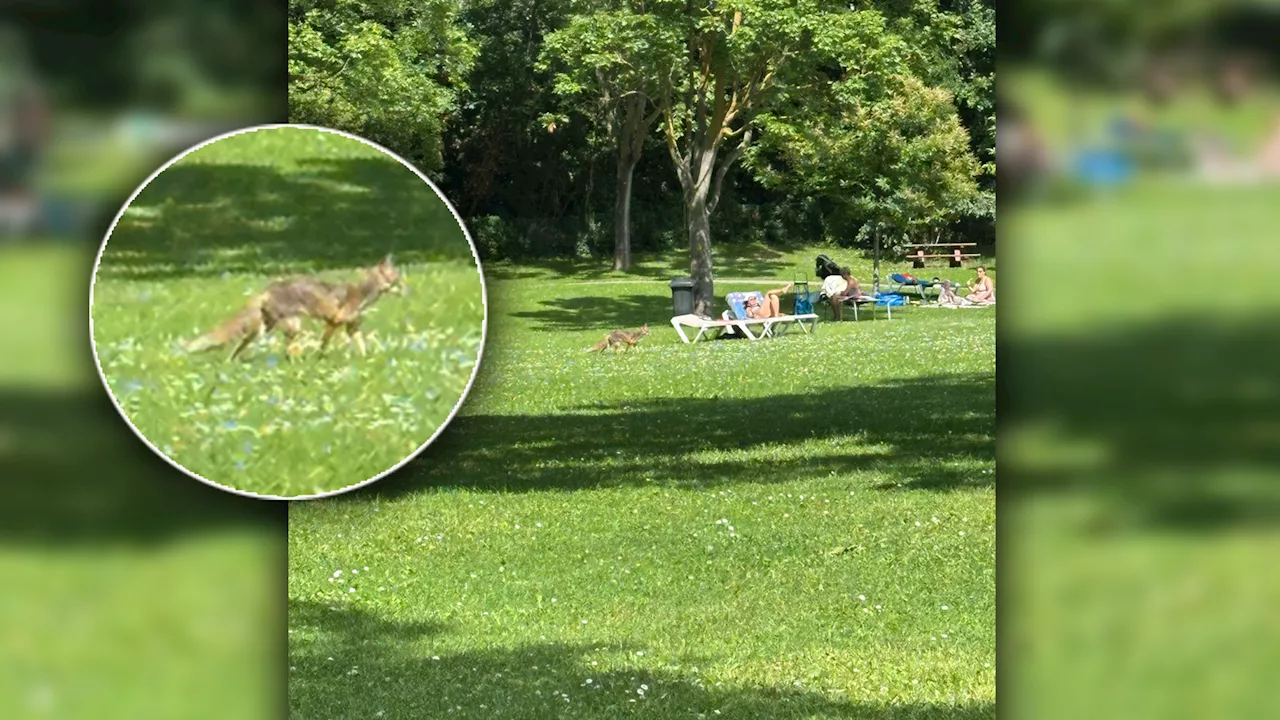 Fuchs sorgt für Riesen-Schreck in Wiener Schwimmbad