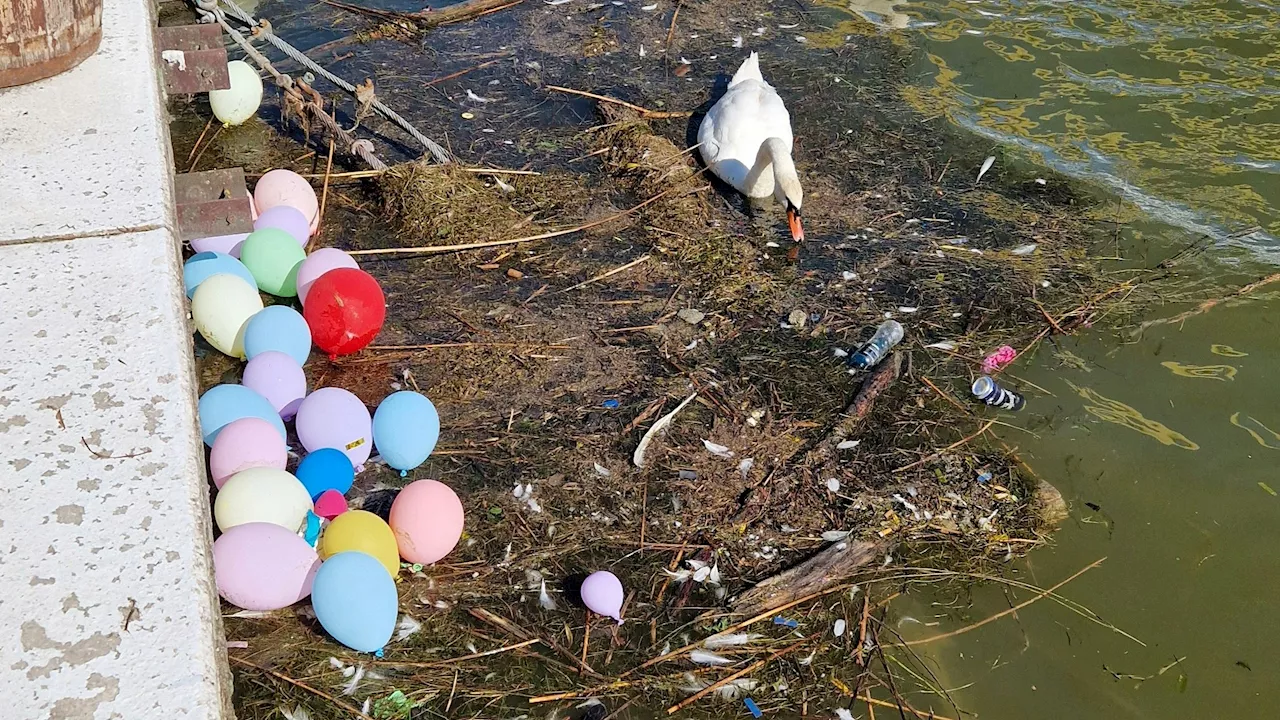 Wut-Wienerin warnt: 'Lokale müllen die Donau zu!'