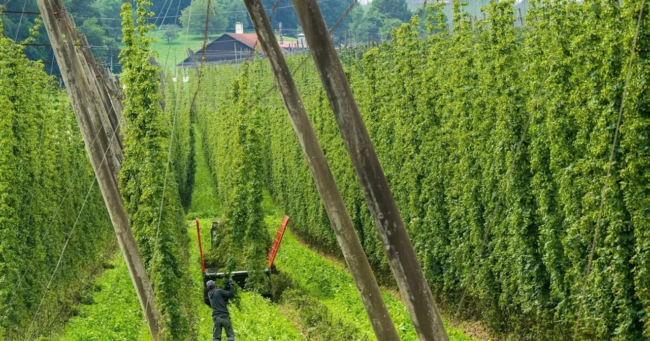 Deutschland wieder Nummer eins beim Hopfenanbau - Hallertau an Spitze