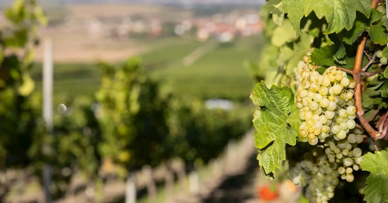 Größte Winzergemeinschaft Frankens verliert zwei Vorstände