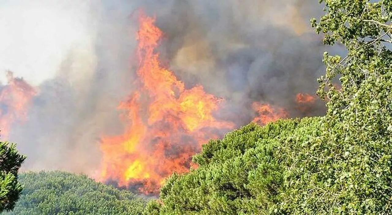 Incendi, pinete ad alto rischio a Roma: la campagna regionale per salvare i boschi dalle fiamme