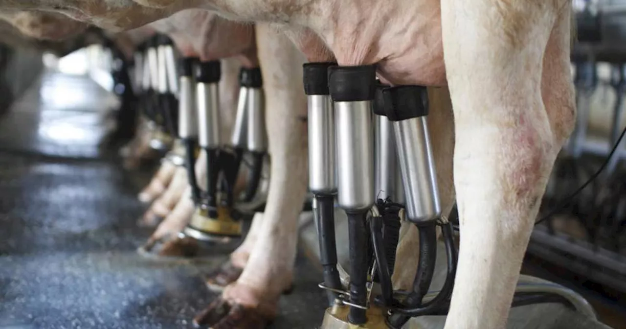 Judge orders farmer to remove milking parlour built without planning permission