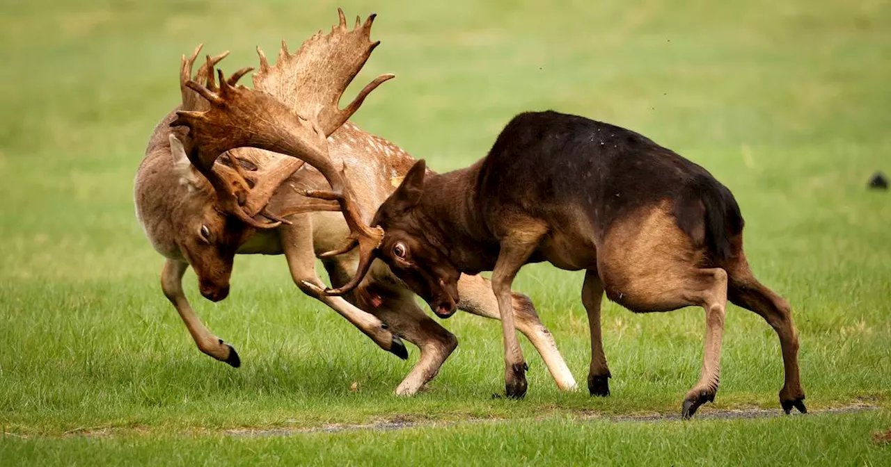 Phoenix Park deers’ behaviour ‘altered by people feeding them chocolate and crisps’