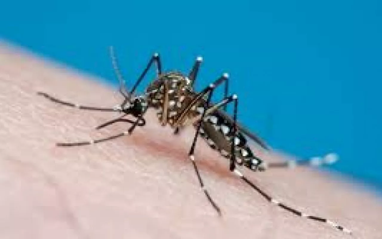 Brasil se aproxima de 6 milhões de casos e 4 mil mortes por dengue