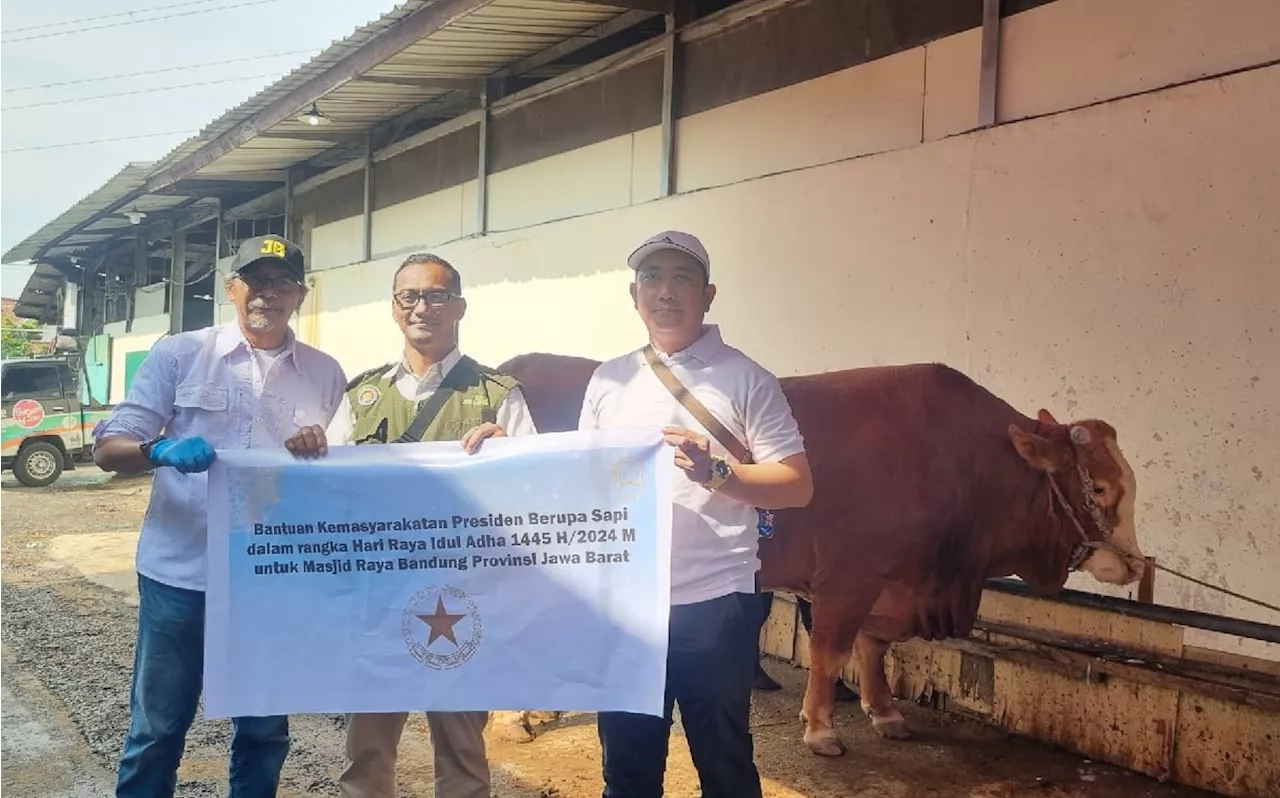 Masjid Raya Bandung Sembelih Hewan Kurban Titipan Jokowi, Berat Sapi 1,13 Ton