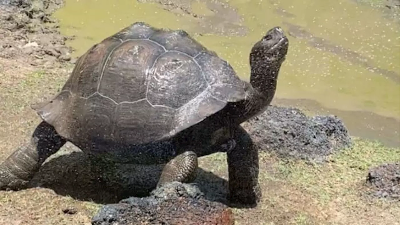 Fun ways animals and guests can stay cool at the Houston Zoo this summer