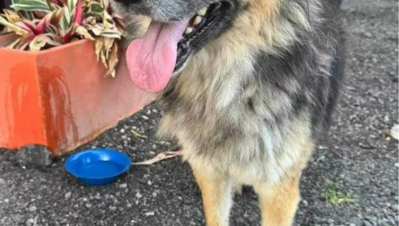 Una famiglia con figlio piccolo pranza al ristorante e se ne va abbandonando lì il proprio cane