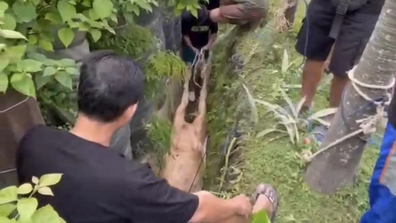 Detik-Detik Sapi Kurban di Bandar Lampung Mengamuk, Kabur hingga Tendang Panitia