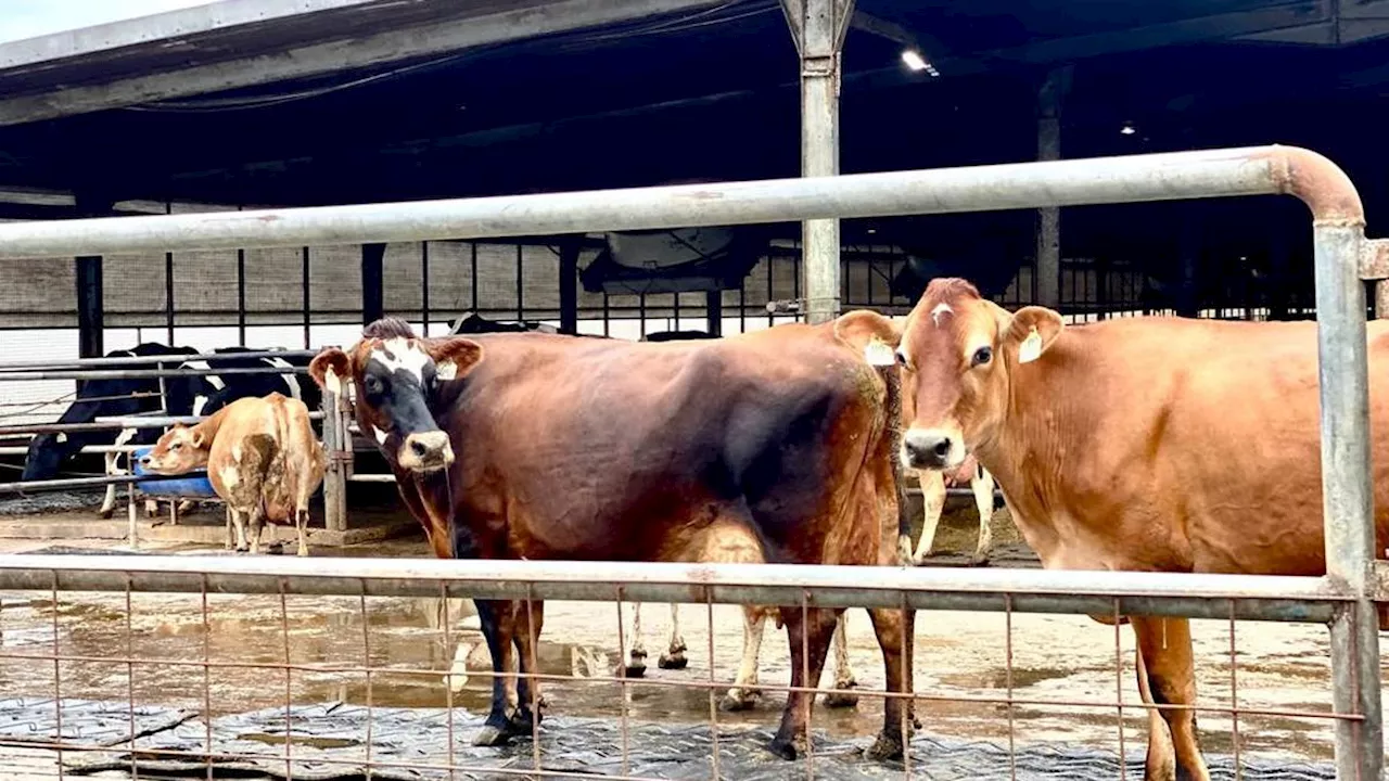 Hukum Menyimpan Daging Kurban, Apakah Boleh Disantap Melebihi Hari Tasyrik?