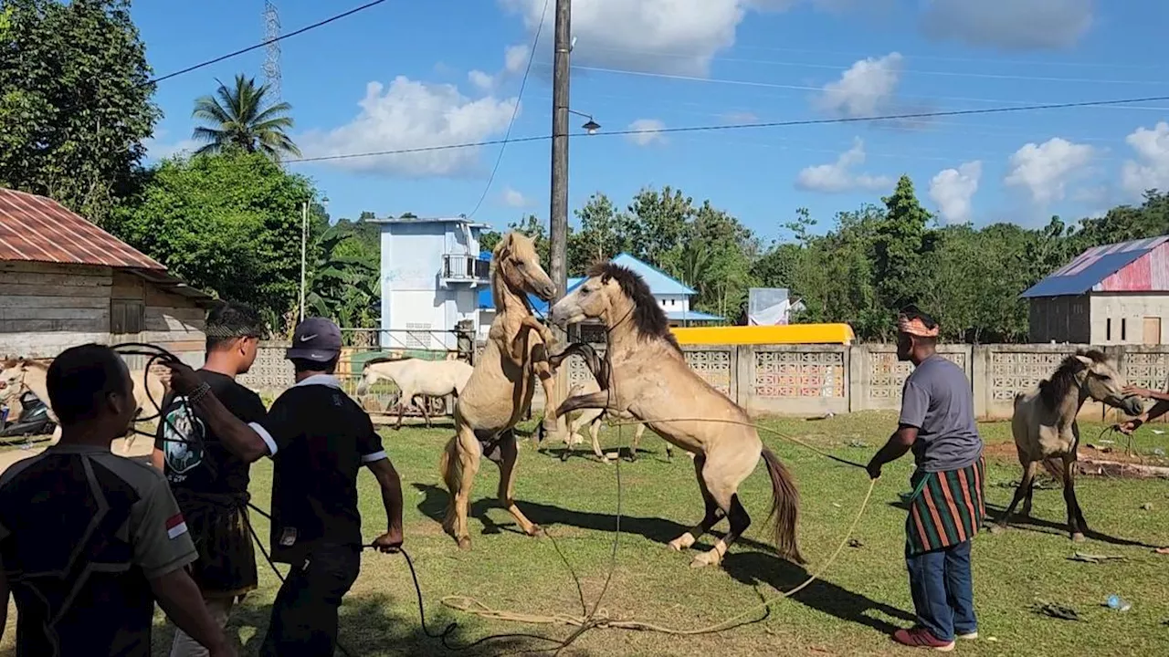 Menengok Tradisi Tarung Kuda, Peninggalan Suku Muna Sulawesi Tenggara