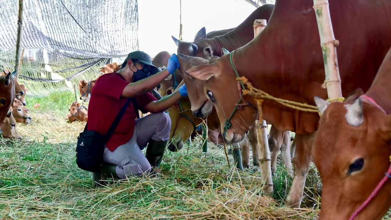 Nekat Buang Rumen Kurban ke Sungai di Surabaya, Siap-siap Terjaring Pidana Ringan