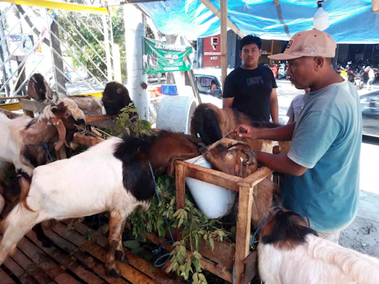 Daging Kambing Sebabkan Hipertensi Hanya Mitos, Justru Baik untuk Jantung