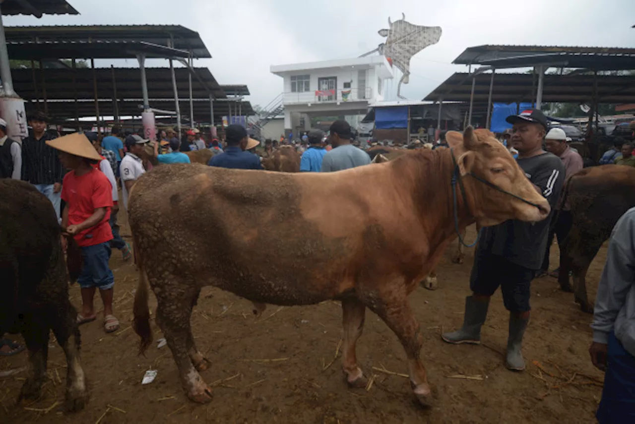 Dua Sapi Kurban di Makassar Terinfeksi Cacing Pita