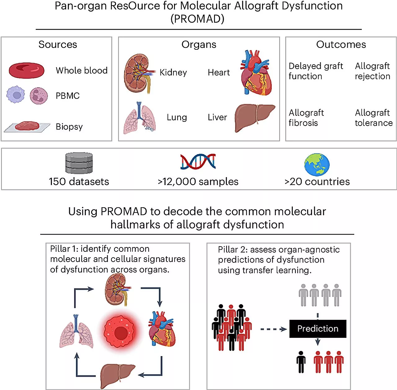 Molecular biomarkers for transplant medicine—AI-driven insights predict organ transplant success