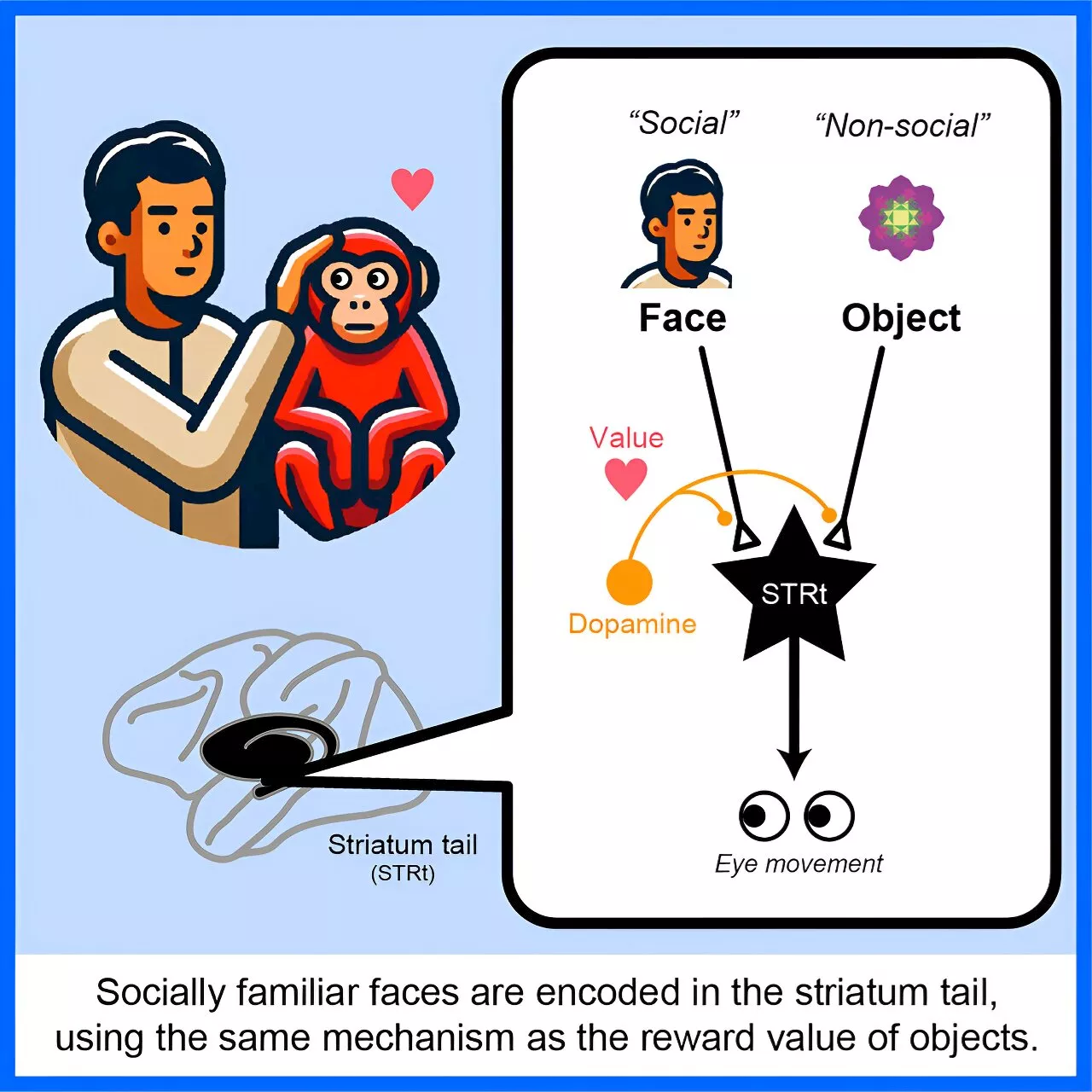 Researchers discover neural mechanism that encodes familiar faces