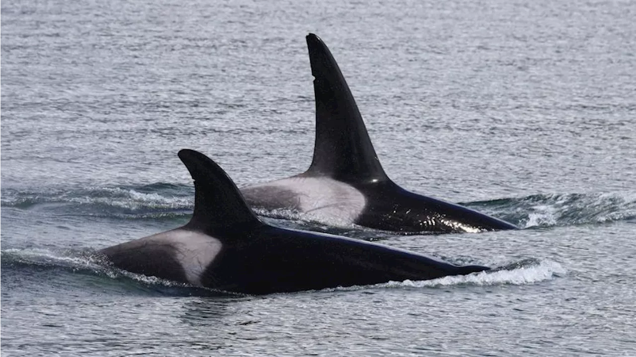 Orca brothers ‘Indy and Amir’ delight Puget Sound whale watchers