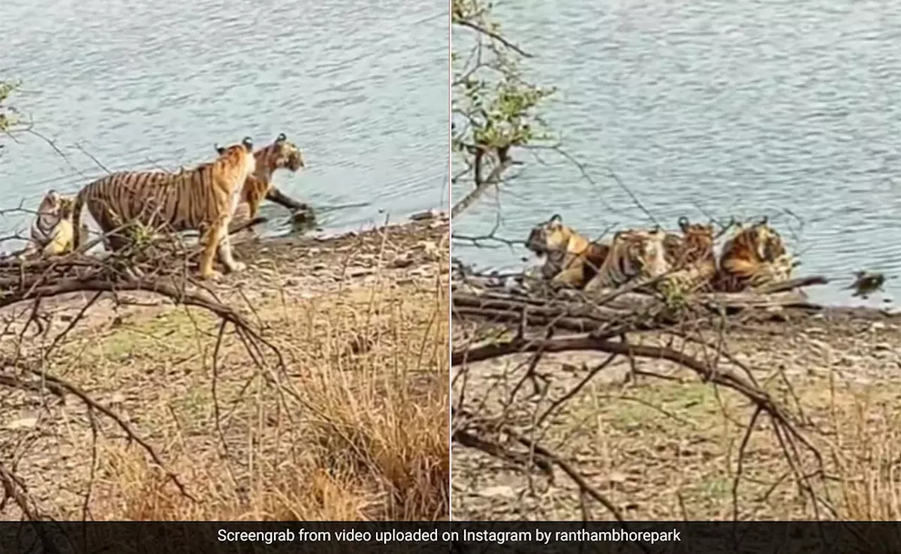 बाघिन रिद्धी के साथ झील किनारे मस्ती करते दिखे उसके शावक, लोगों को मंत्रमुग्ध कर रहा मां और बच्चों का यह प्यारा Video