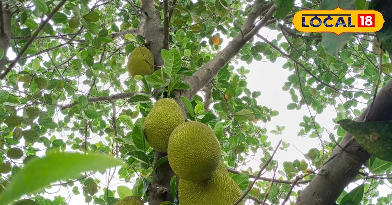 औषधीय गुणों का कारखाना है यह फल, डायबिटीज से लेकर हार्ट तक के लिए वरदान