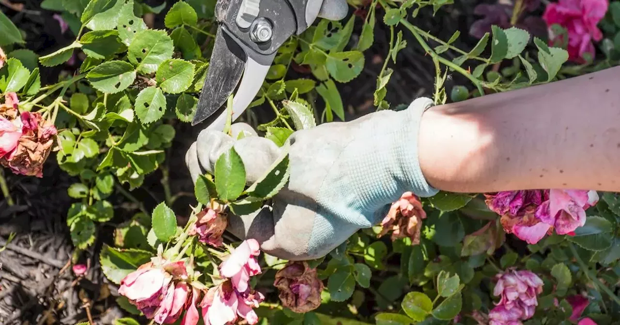 One simple trick will see roses bloom 'in abundance'