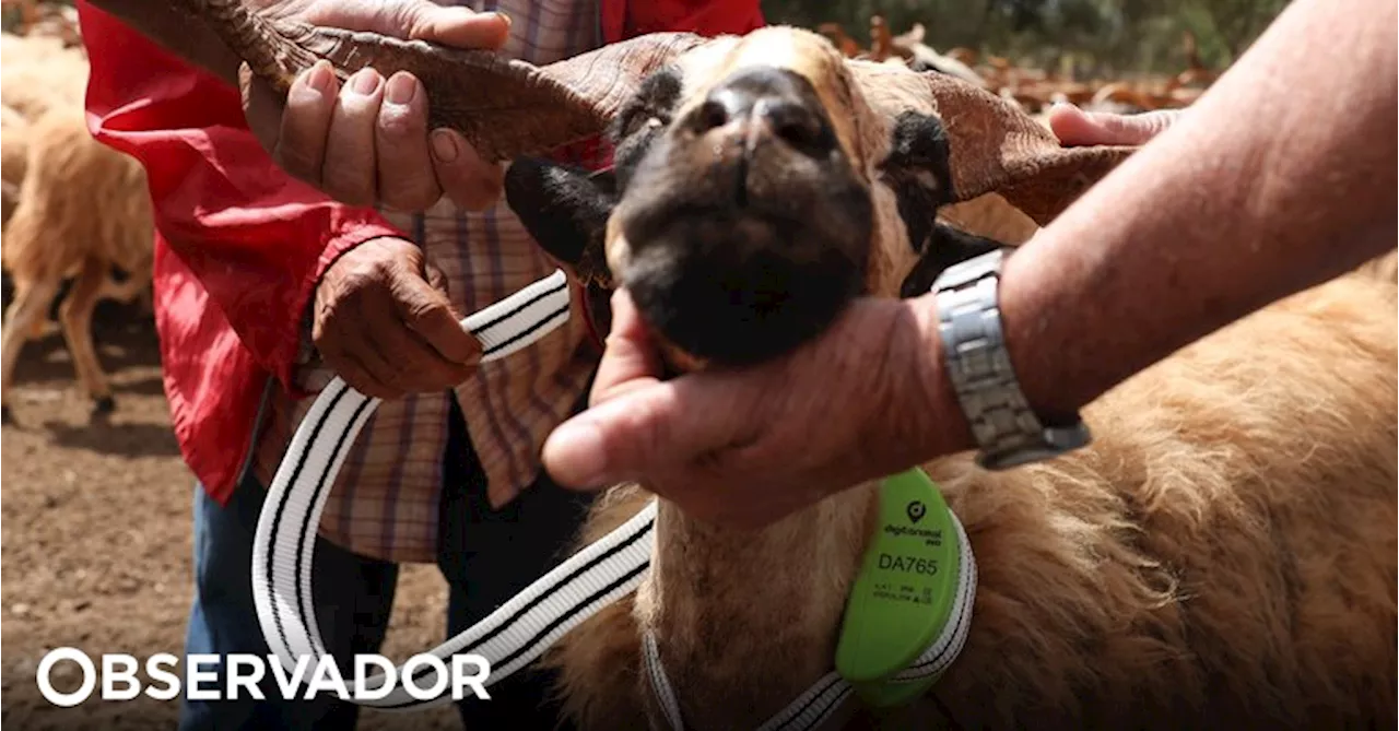 Pastores algarvios vão poder controlar os seus rebanhos com tecnologia GPS