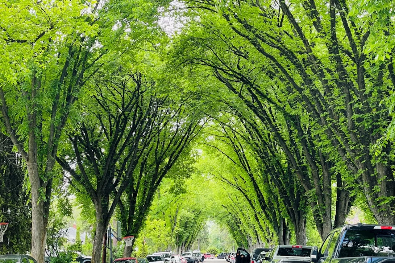 Rain helps ease drought, hot weather in store for Prince George this week