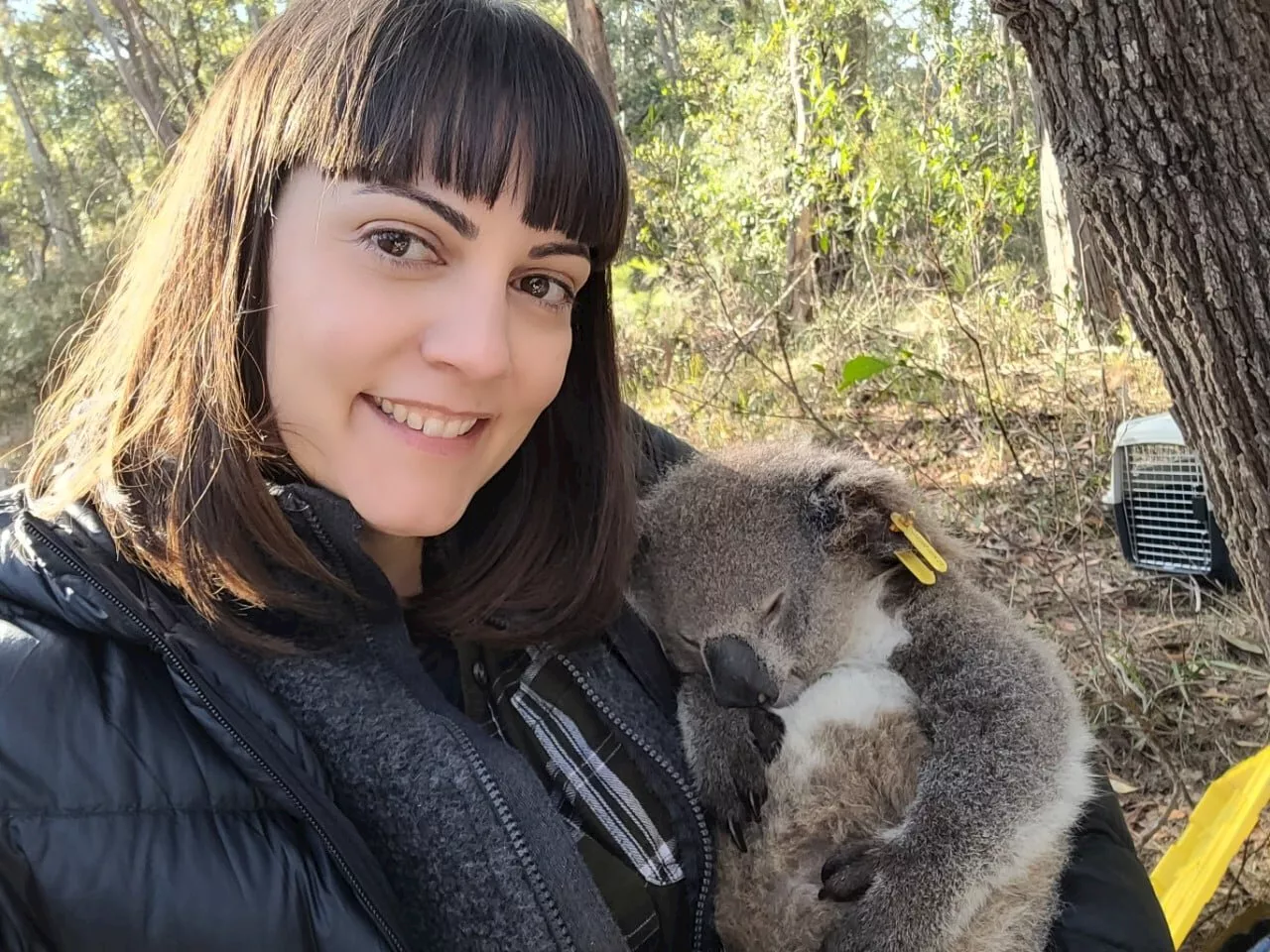 Koalas can predict and prepare for the hottest days of summer, study finds