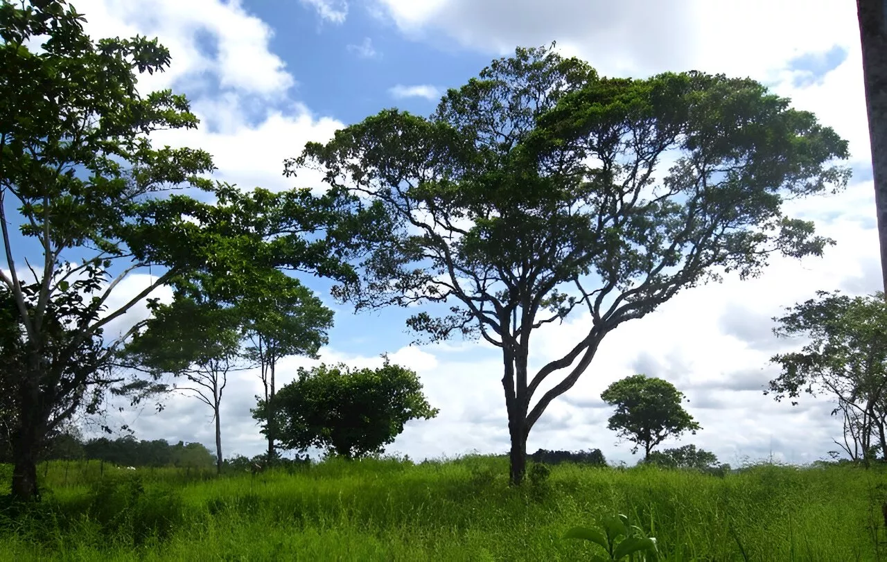 Look to women for sustainable livestock farming bordering the Amazon rainforest, says study