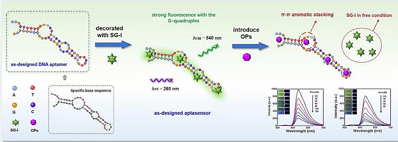 Novel sensor developed for rapid detection of harmful insecticides